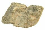 Polished Howardite Meteorite Section ( g) - Bechar #286956-1